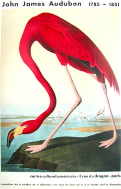 American Flamingo by John James Audubon (1960) - Antique reproduction poster