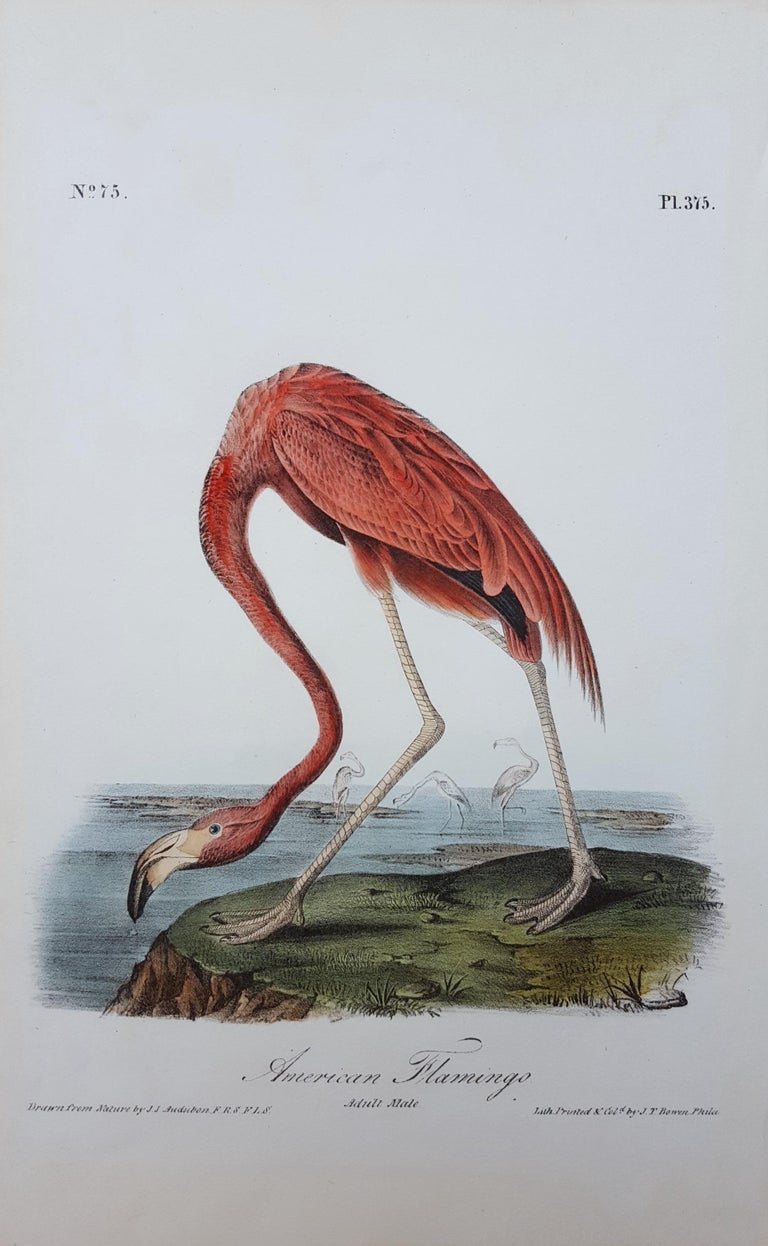 John James Audubon American Flamingo For Sale at 1stdibs
