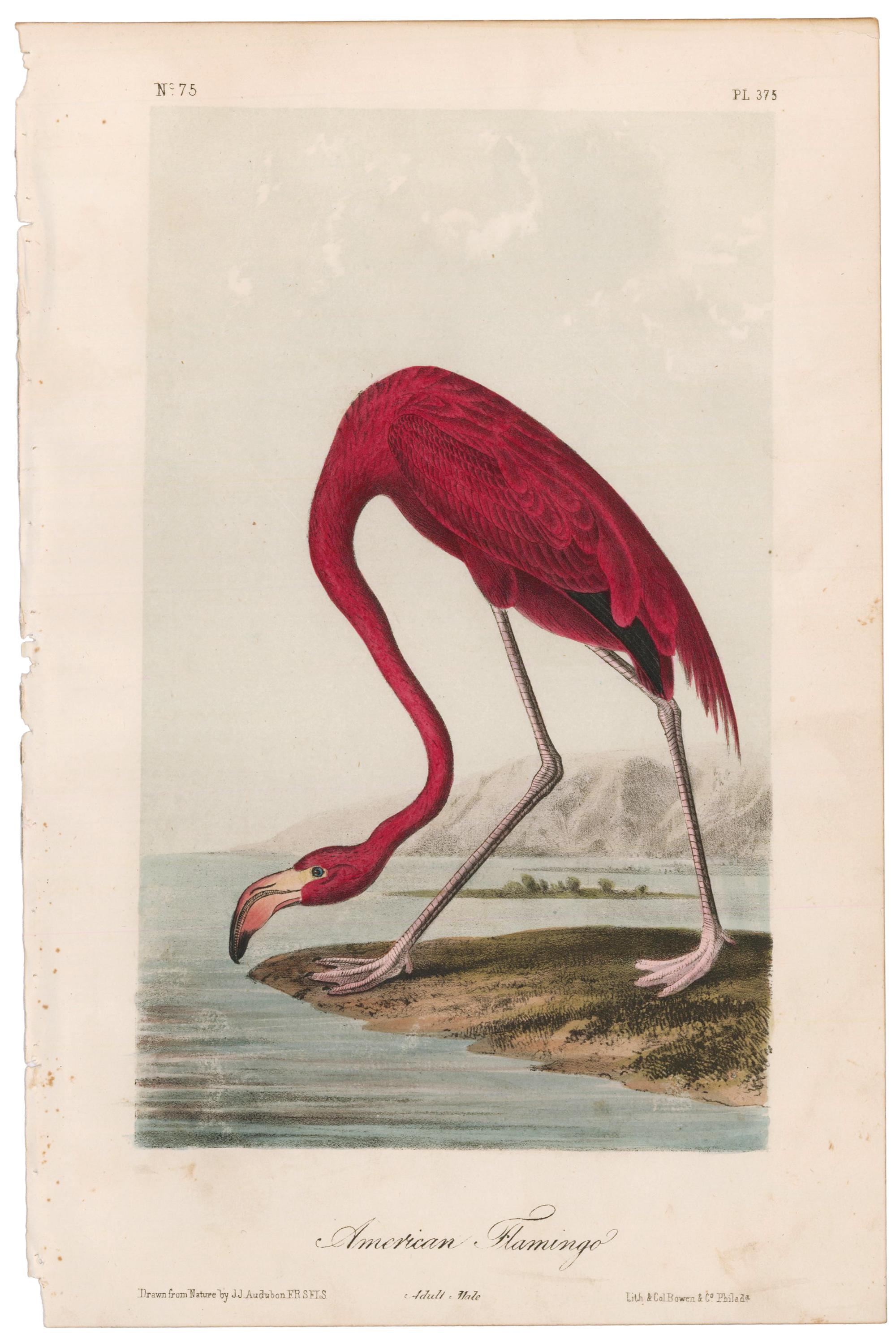American Flamingo - Print by John James Audubon