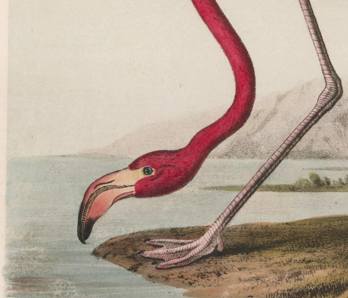 audubon flamingo original