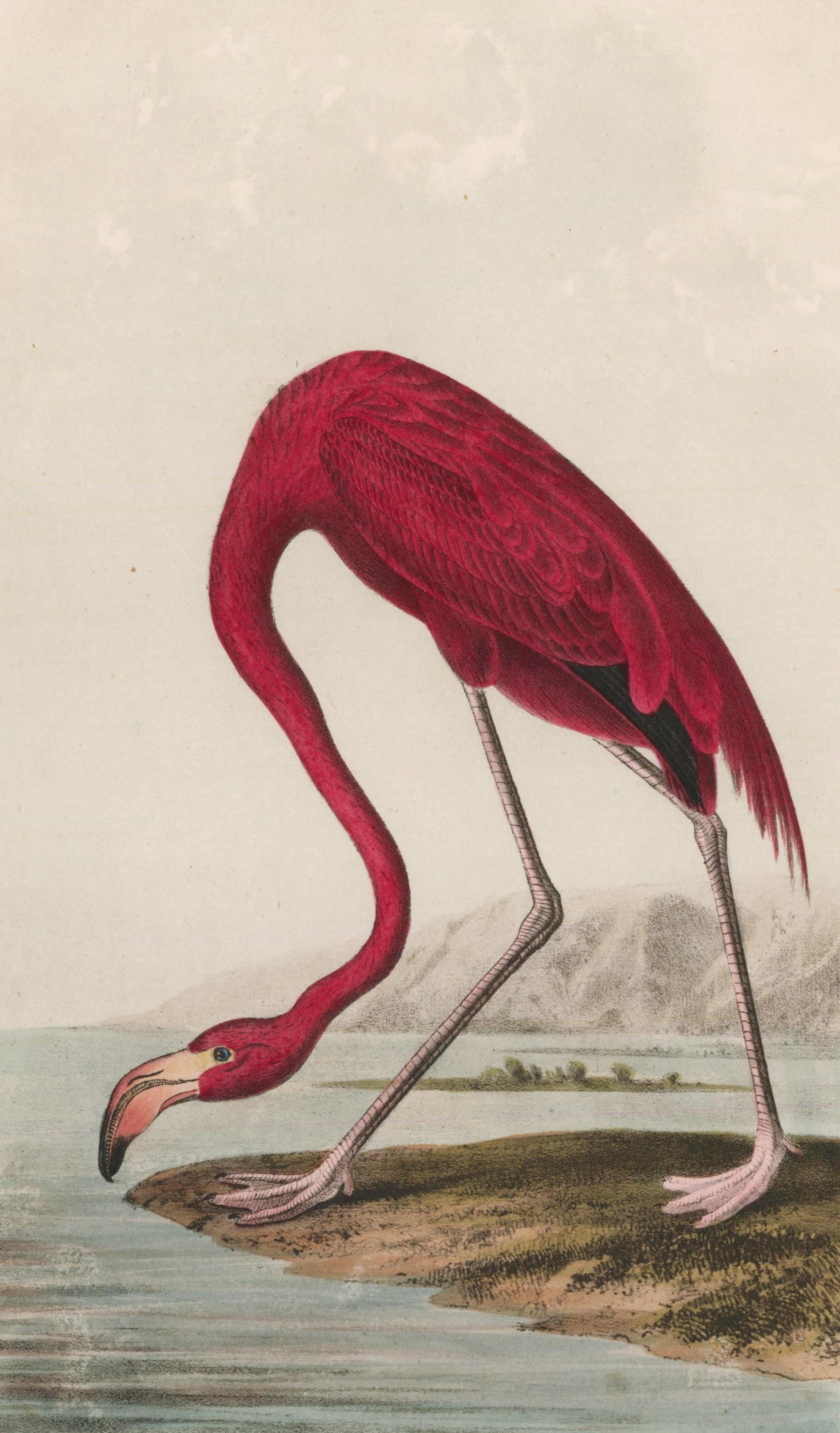 John James Audubon Animal Print - American Flamingo