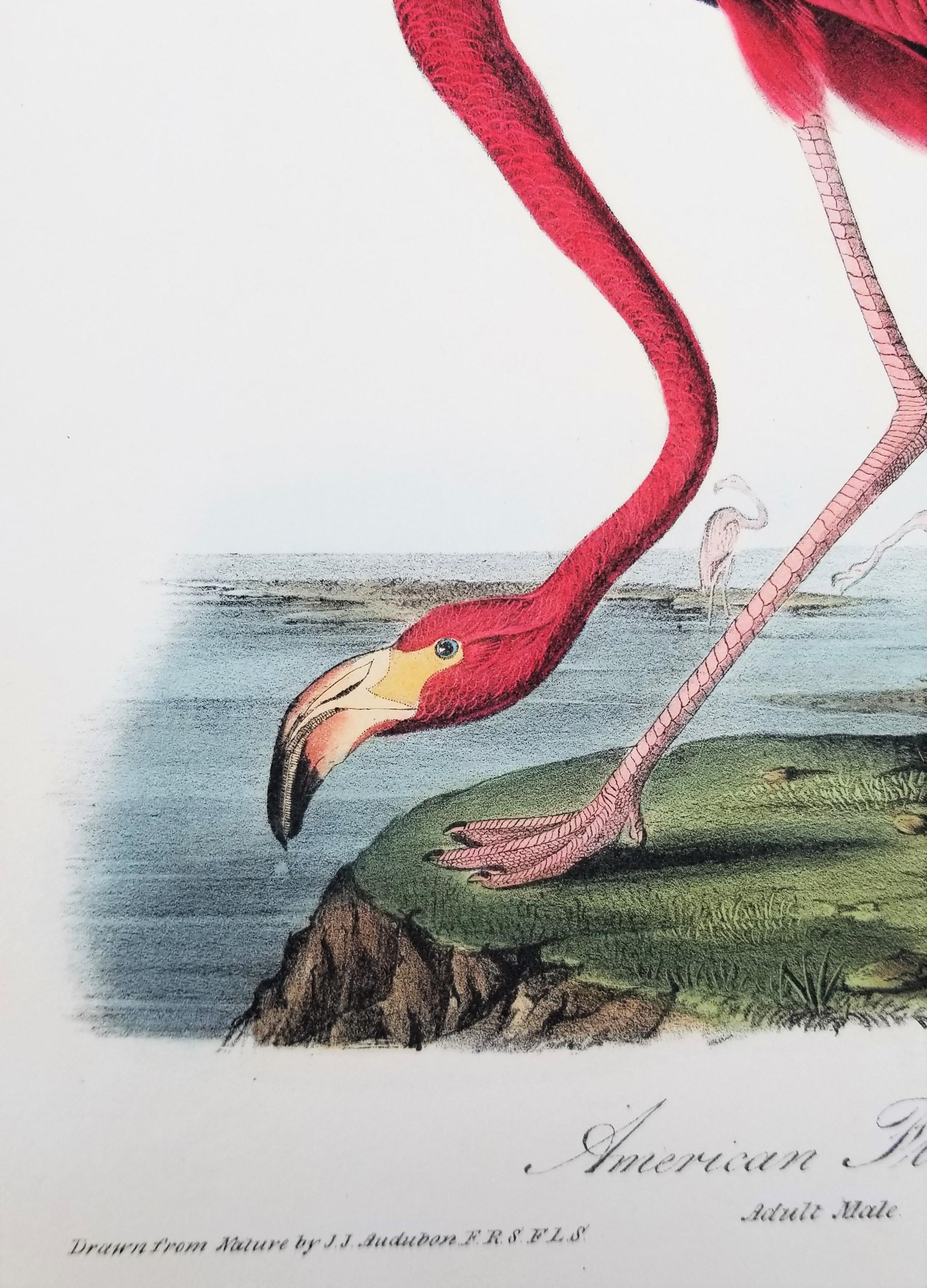 Flamenco Americano /// John James Audubon Historia Natural Ornitología Aves Litografía en venta 9