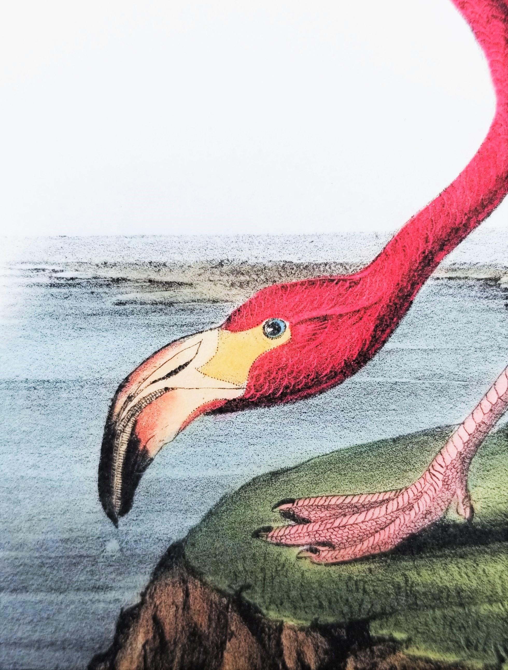 Flamenco Americano /// John James Audubon Historia Natural Ornitología Aves Litografía en venta 10