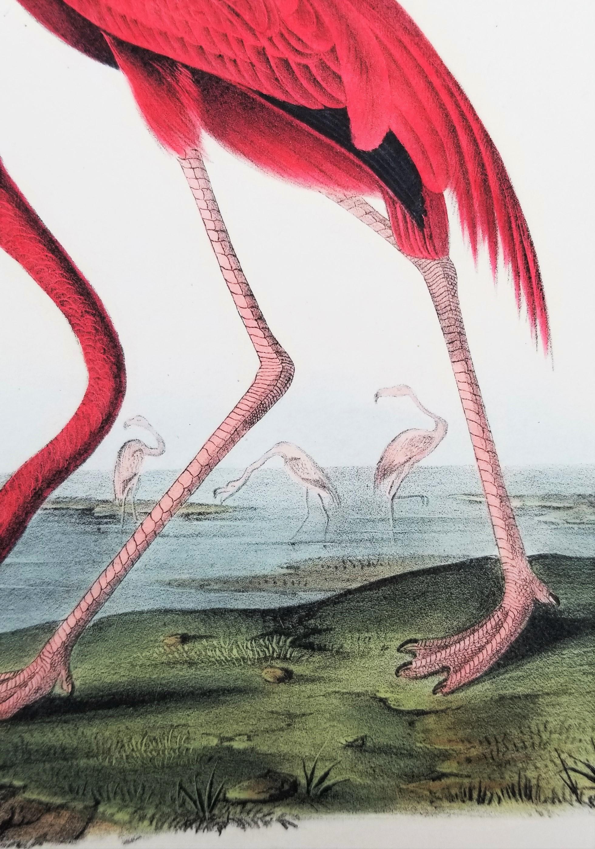Flamenco Americano /// John James Audubon Historia Natural Ornitología Aves Litografía en venta 11
