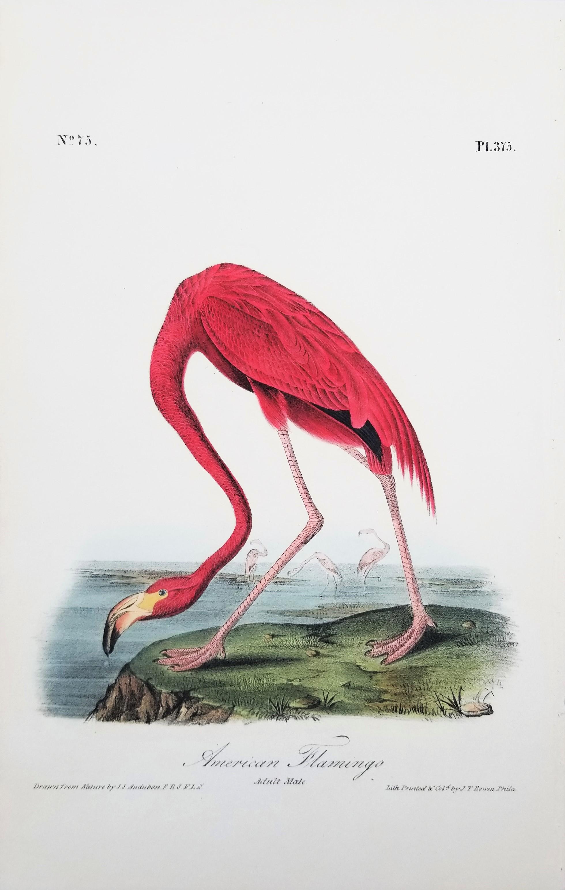 Flamenco Americano /// John James Audubon Historia Natural Ornitología Aves Litografía en venta 1