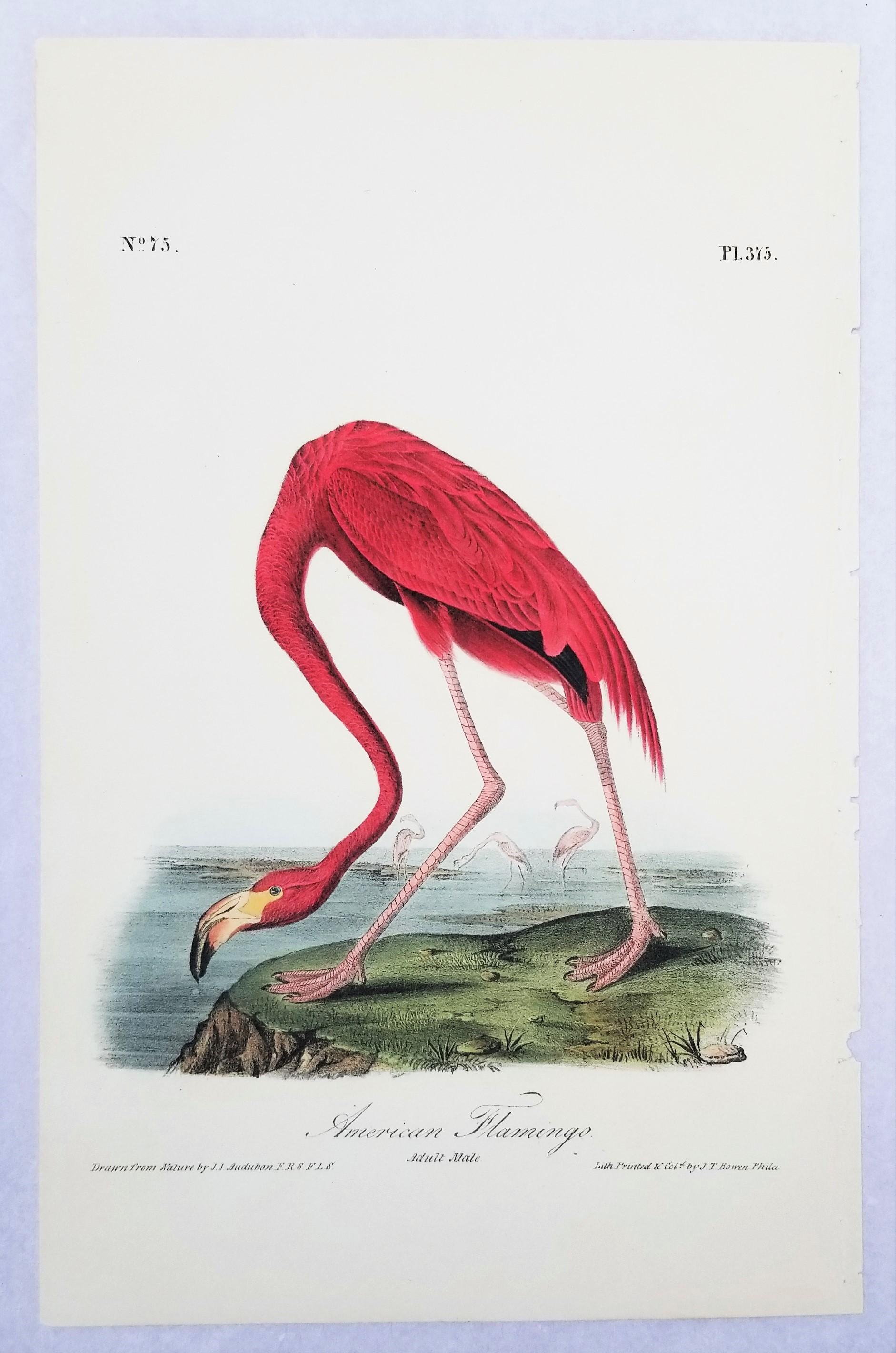 Flamenco Americano /// John James Audubon Historia Natural Ornitología Aves Litografía en venta 2