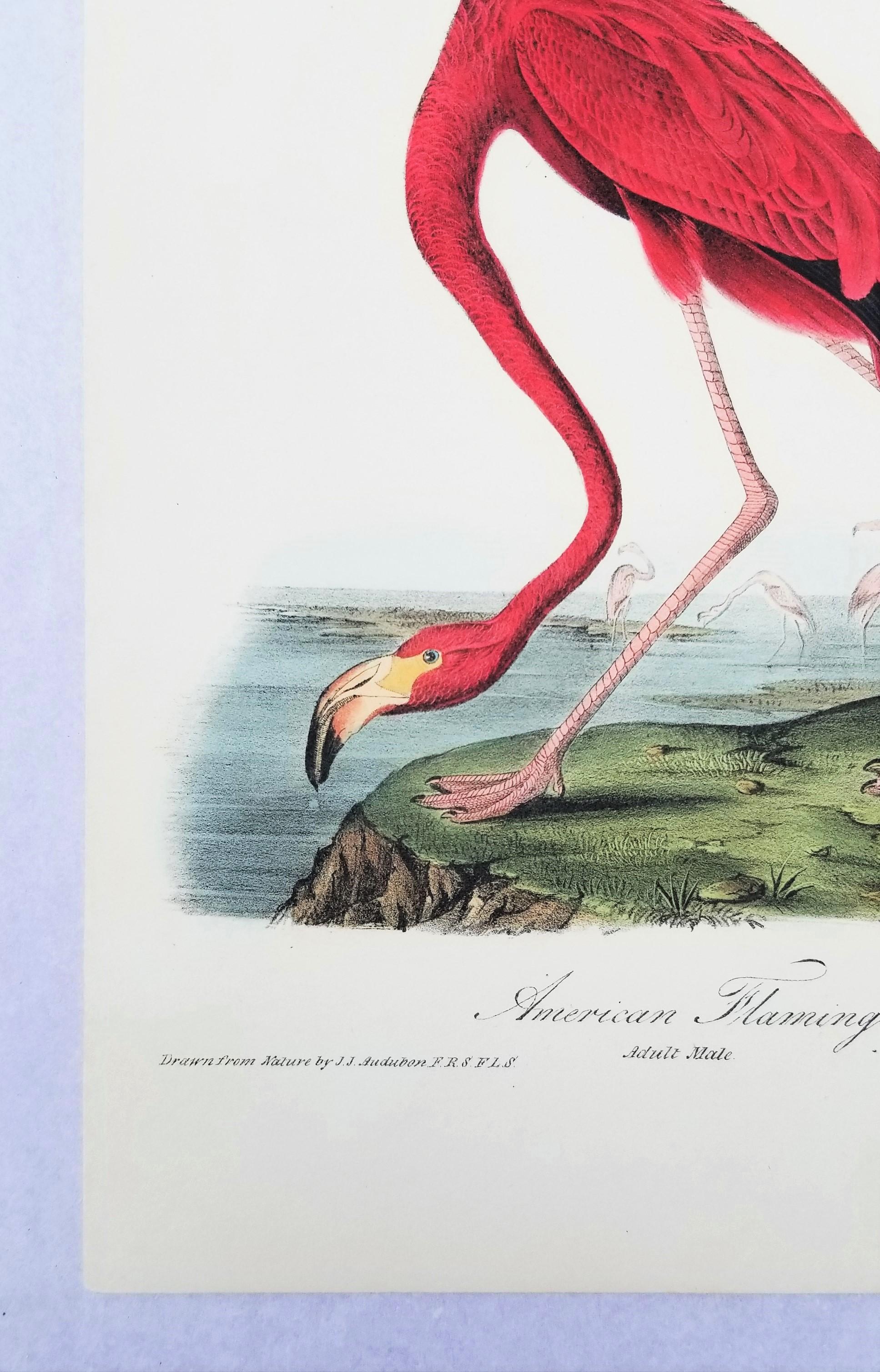 Flamenco Americano /// John James Audubon Historia Natural Ornitología Aves Litografía en venta 3