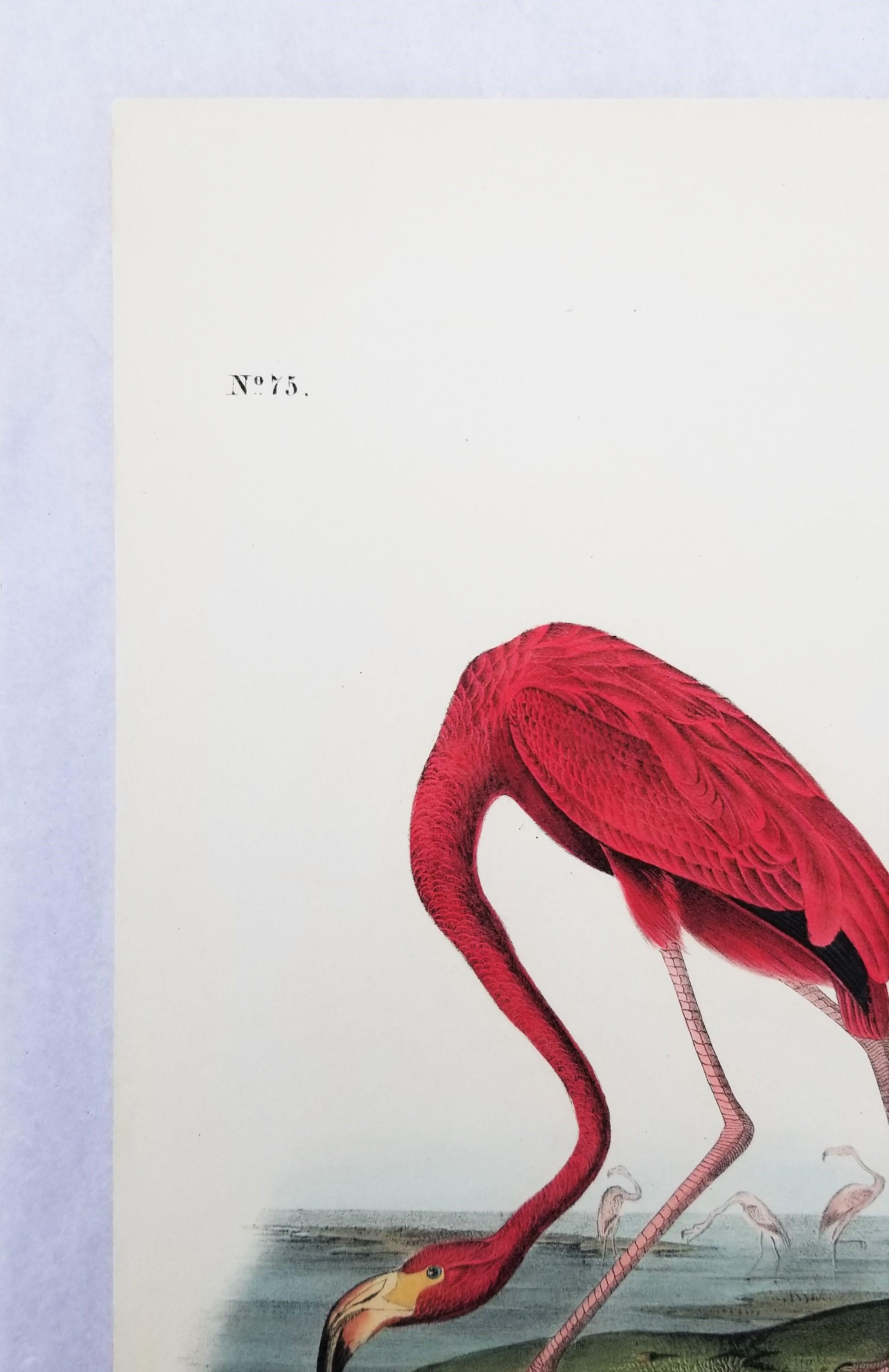 Flamenco Americano /// John James Audubon Historia Natural Ornitología Aves Litografía en venta 4