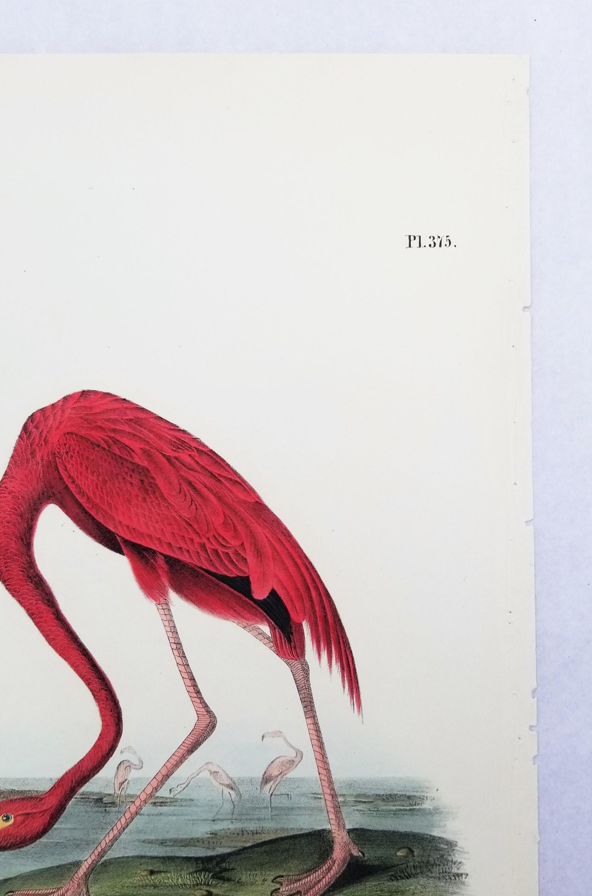 Flamenco Americano /// John James Audubon Historia Natural Ornitología Aves Litografía en venta 5