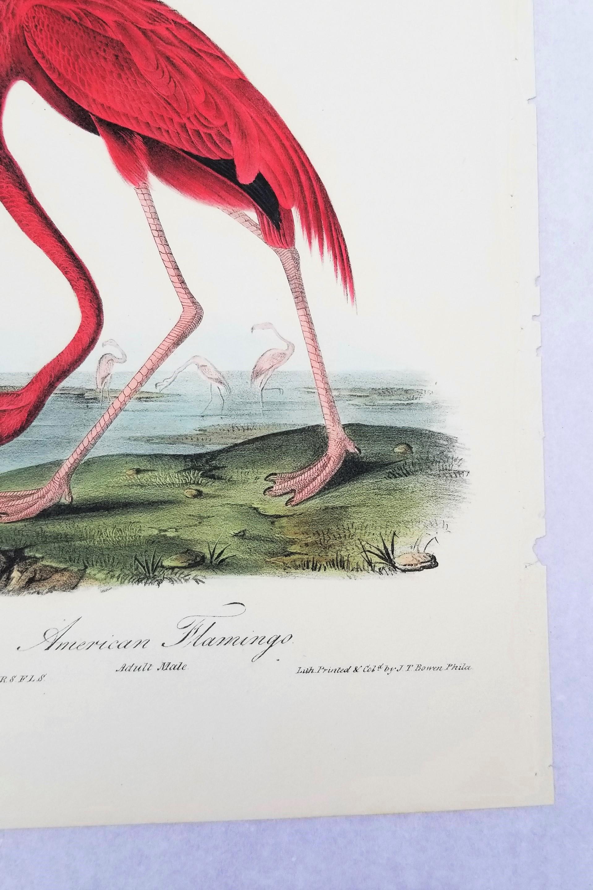 Flamenco Americano /// John James Audubon Historia Natural Ornitología Aves Litografía en venta 6