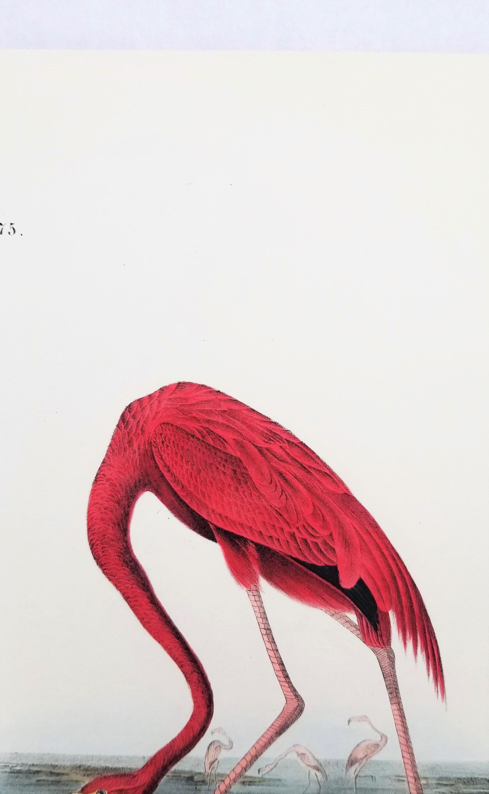 Flamenco Americano /// John James Audubon Historia Natural Ornitología Aves Litografía en venta 7