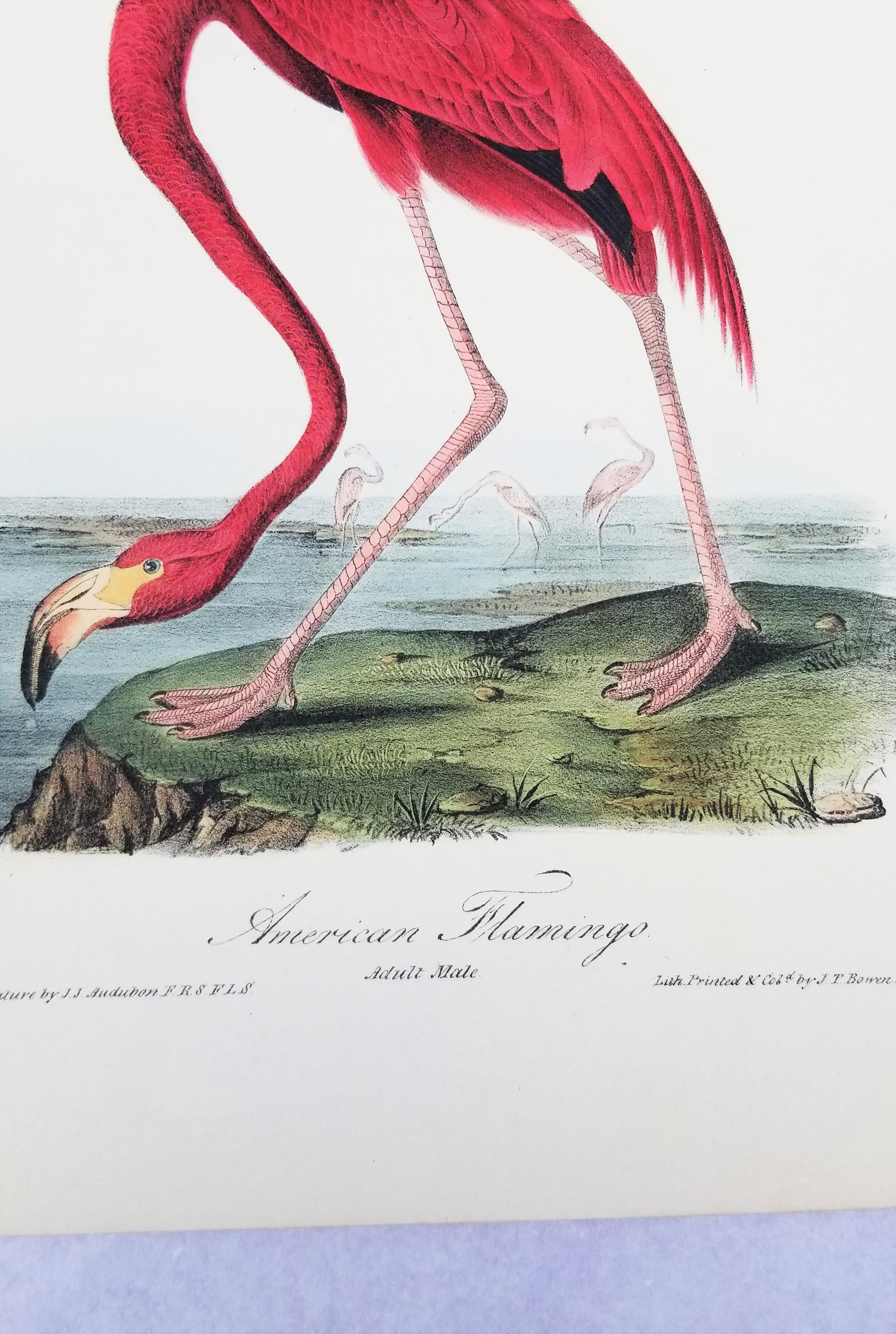 Flamenco Americano /// John James Audubon Historia Natural Ornitología Aves Litografía en venta 8