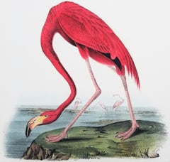 Antique American Flamingo /// John James Audubon Natural History Ornithology Bird Litho