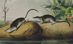 "American Marsh Shrew" an Audubon Hand Colored by J.T. Bowen Lithograph