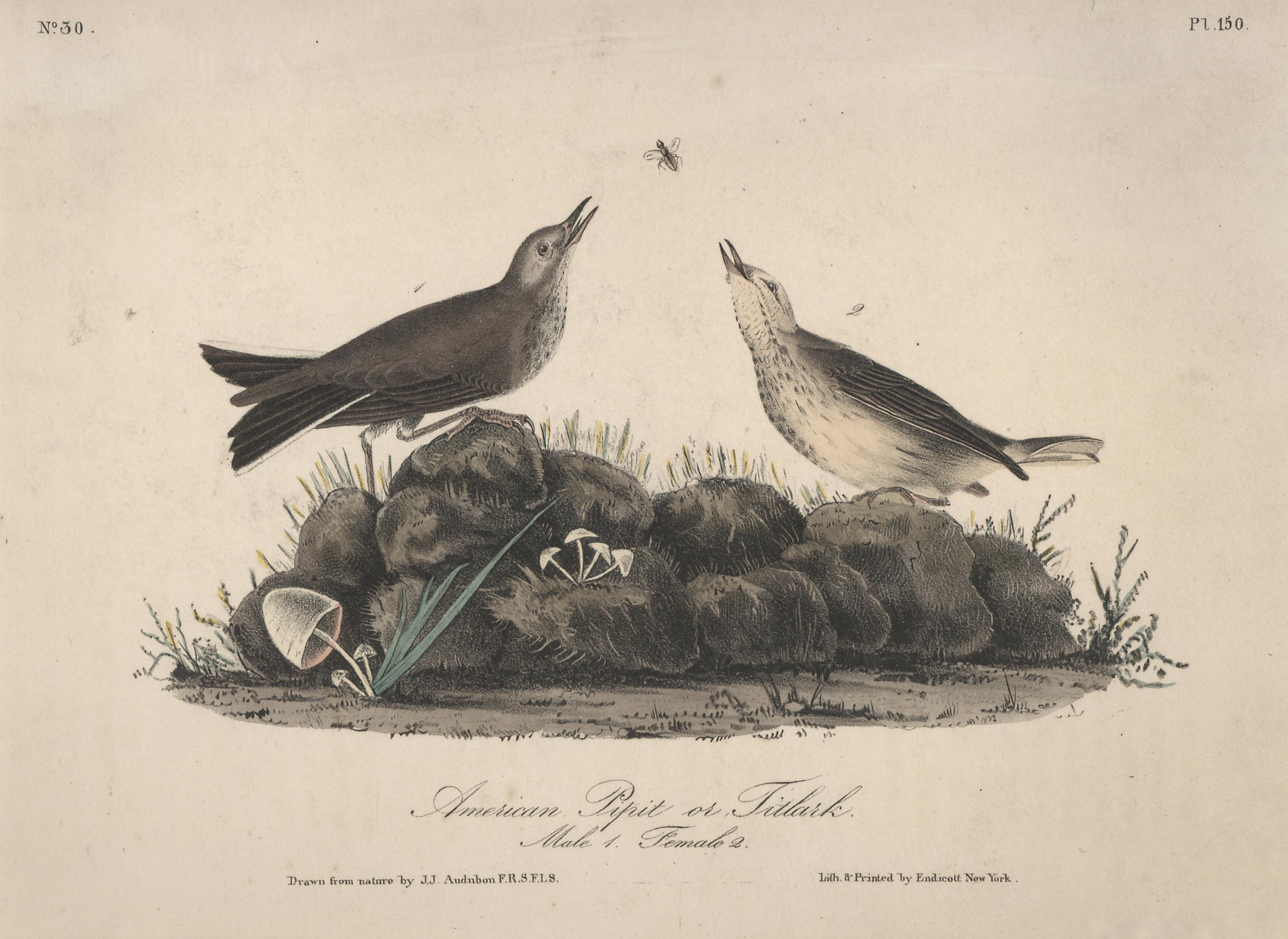American Pipit or Titlack - Print by John James Audubon