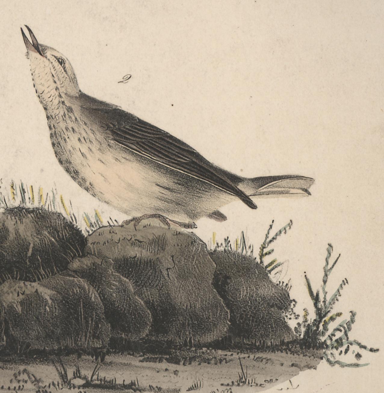 American Pipit or Titlack - Realist Print by John James Audubon