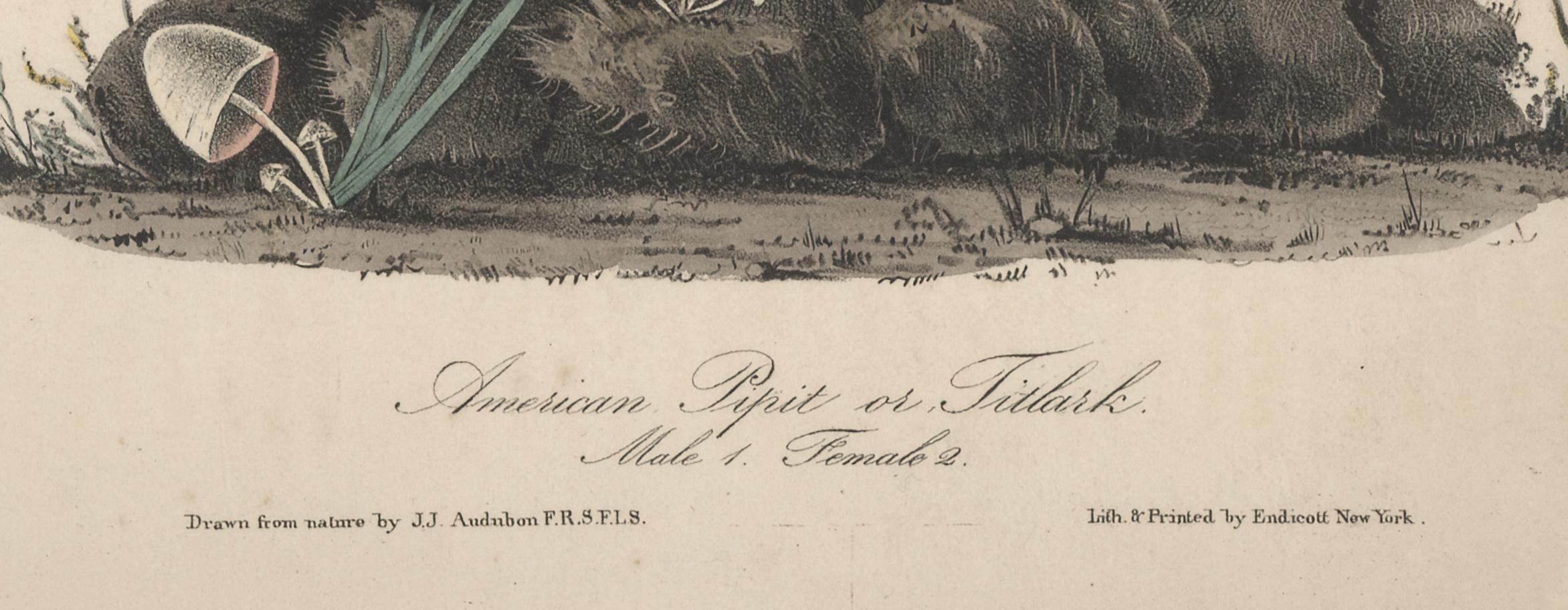 American Pipit or Titlack - White Animal Print by John James Audubon
