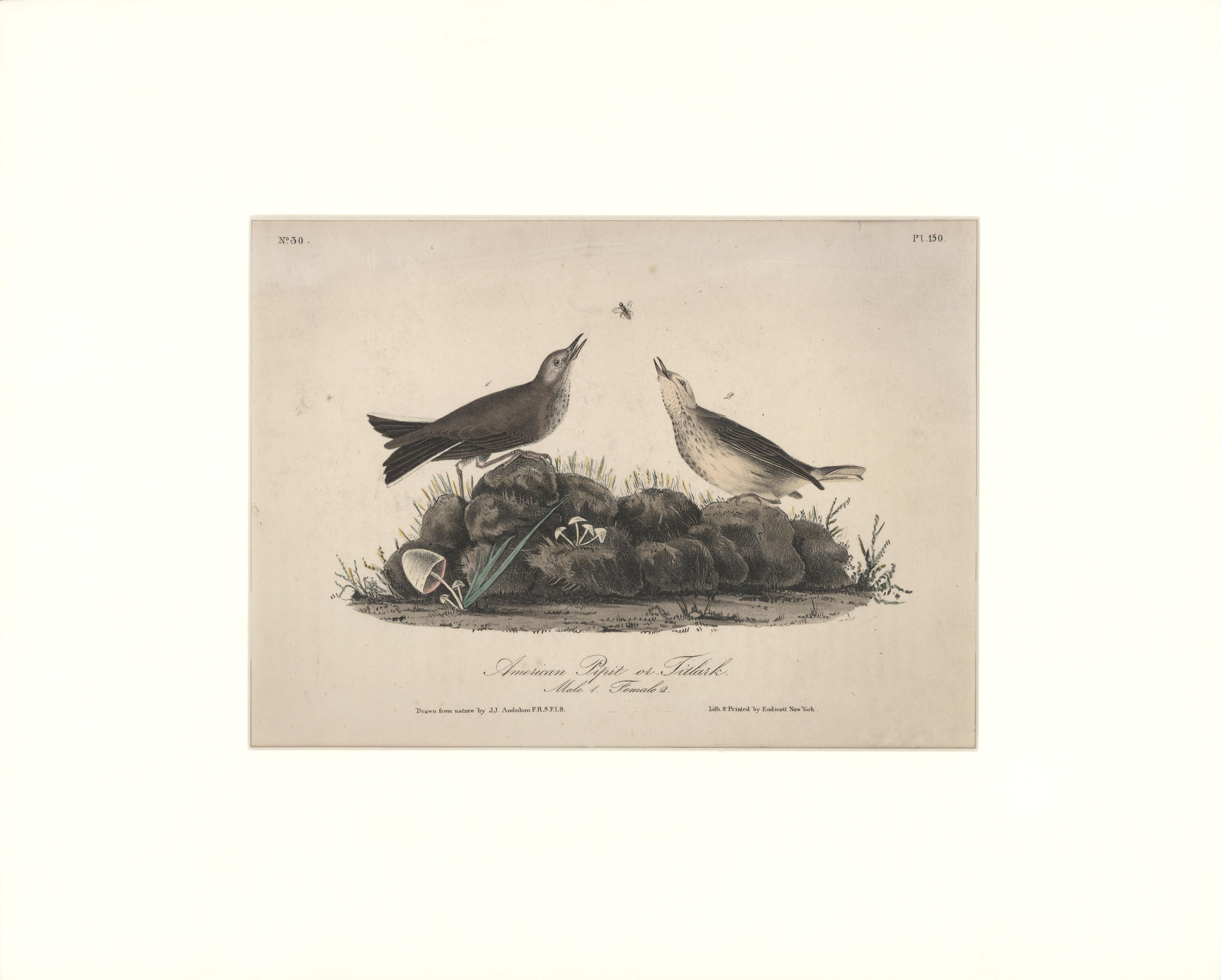 John James Audubon Animal Print - American Pipit or Titlack