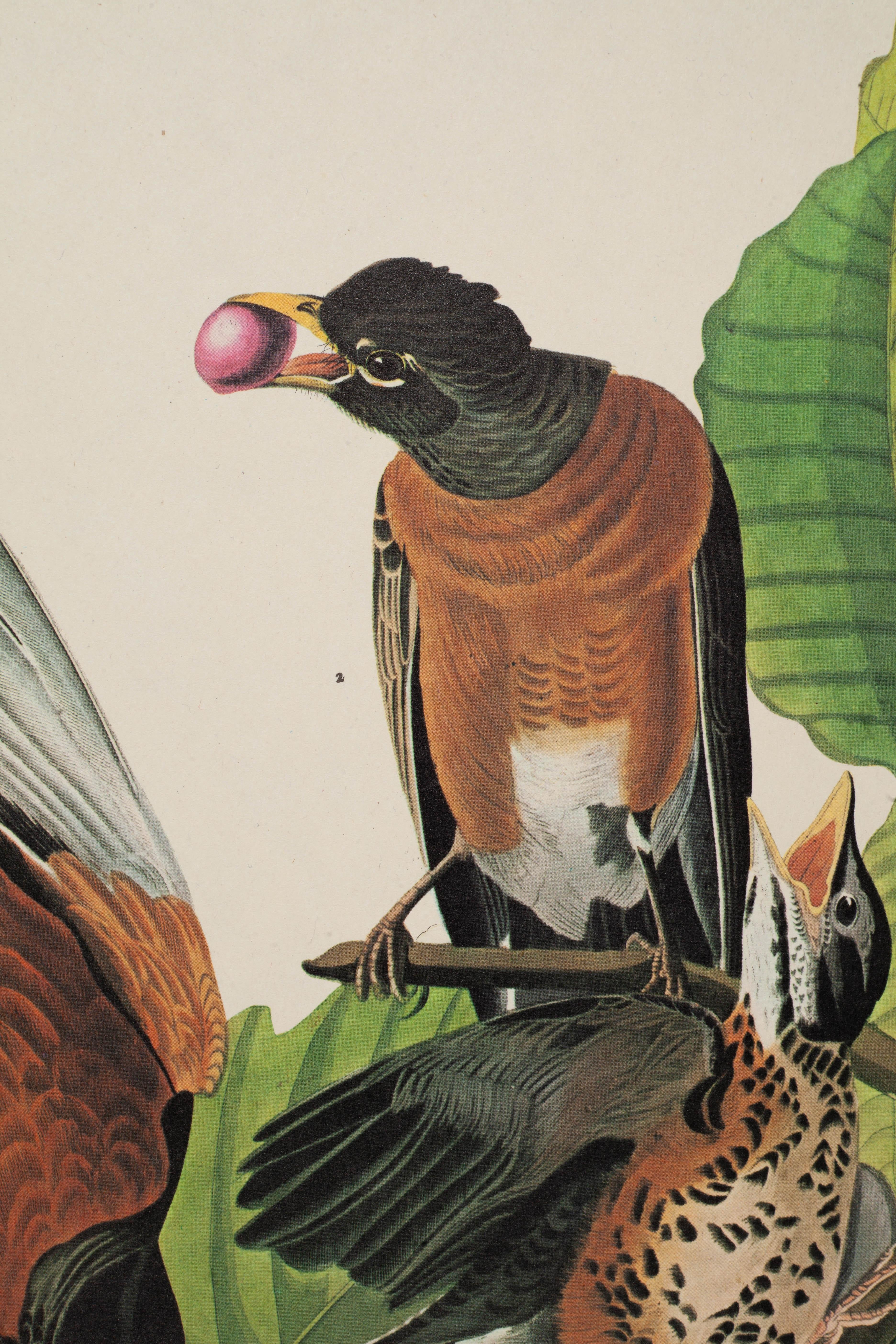 American Robin - Print by John James Audubon