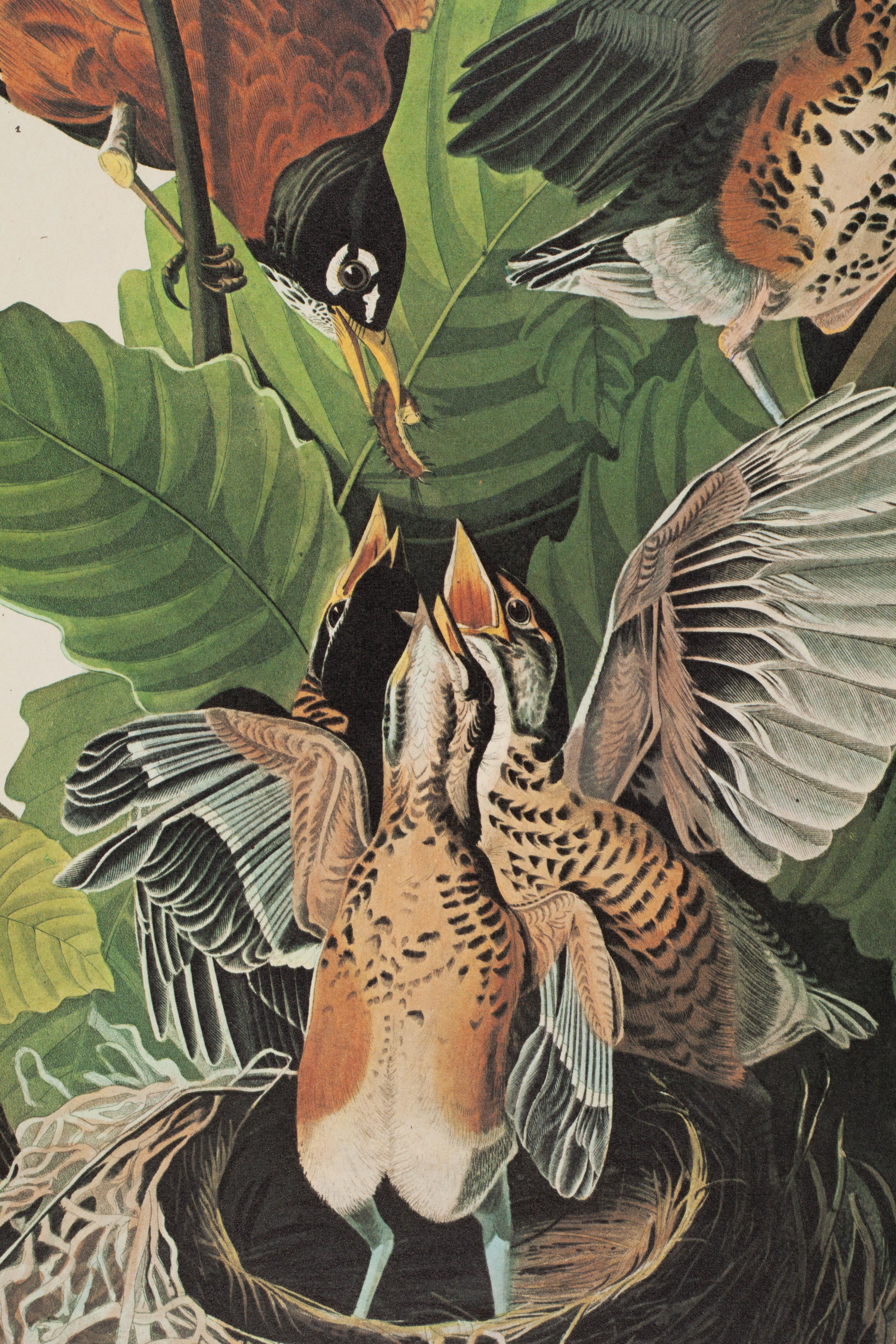 American Robin - Naturalistic Print by John James Audubon