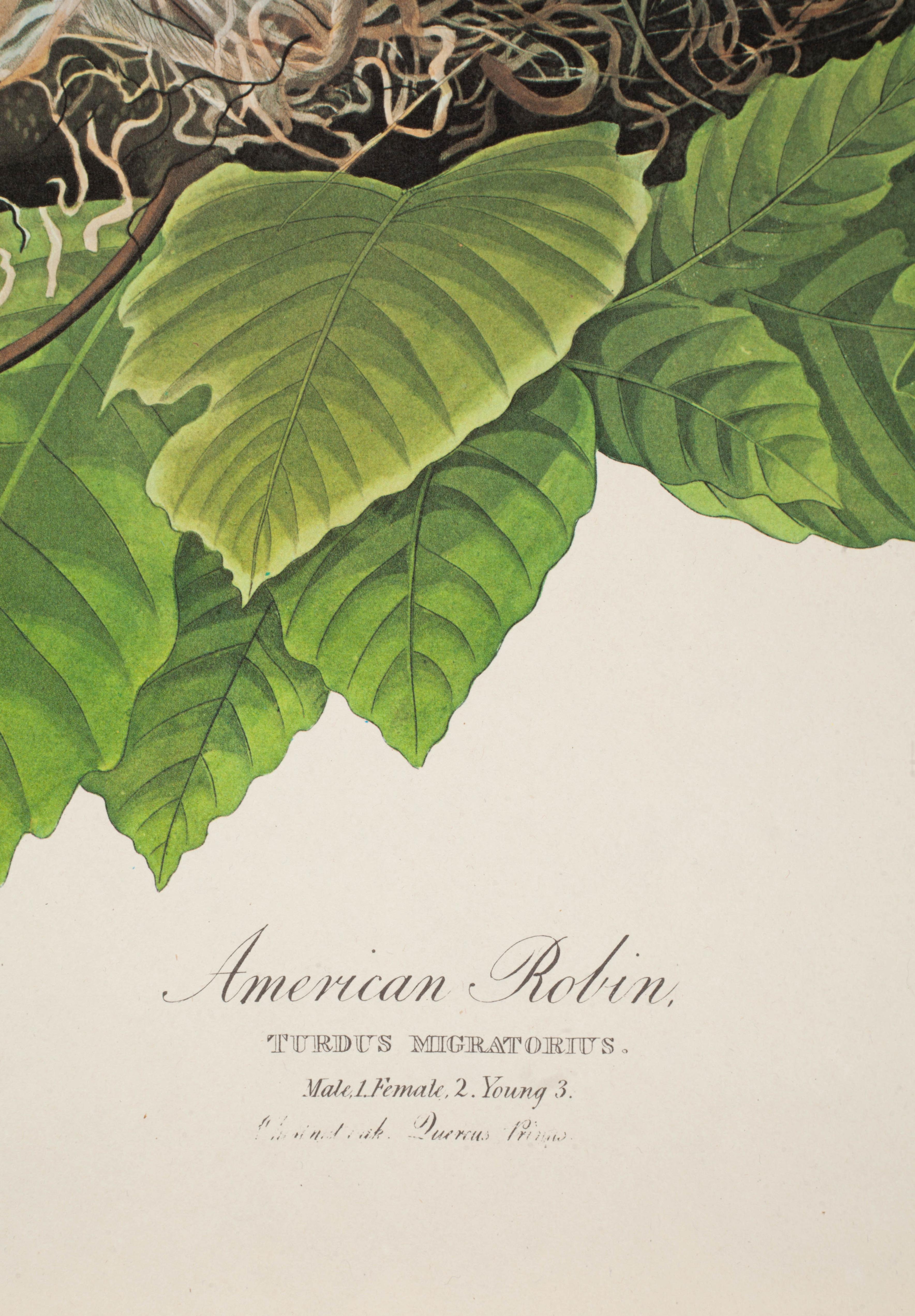 American Robin - Beige Animal Print by John James Audubon