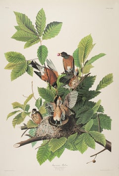 Antique American Robin