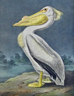 "American White Pelican", a First Edition Hand Colored Audubon Lithograph