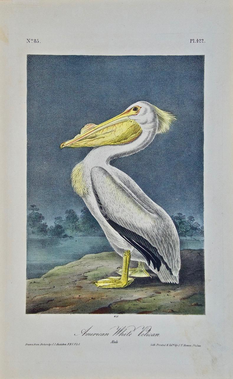 John James Audubon Animal Print - "American White Pelican", a First Edition Hand Colored Audubon Lithograph