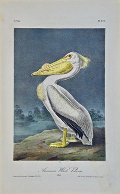 "American White Pelican", a First Edition Hand Colored Audubon Lithograph