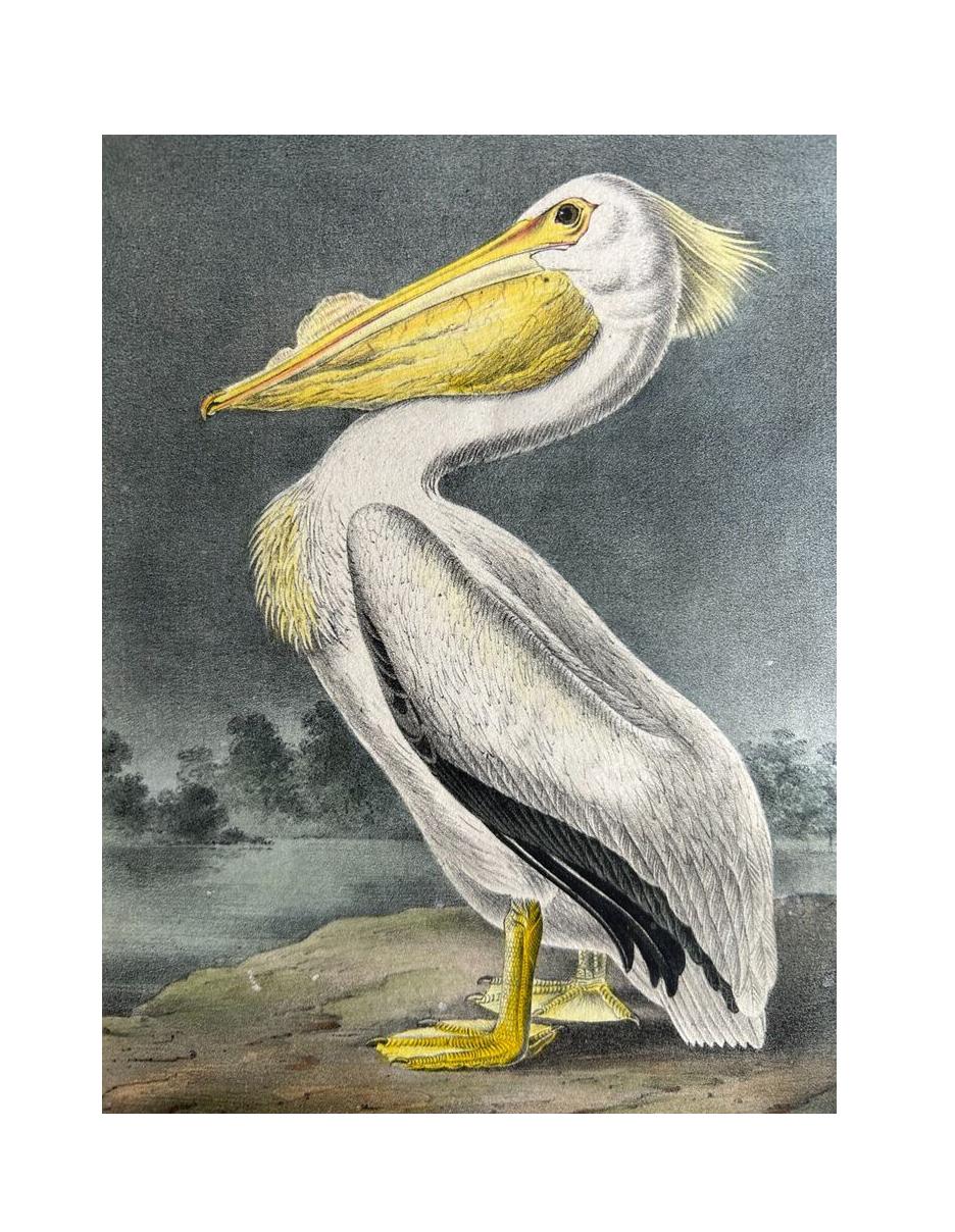 Pélican blanc américain - Print de John James Audubon