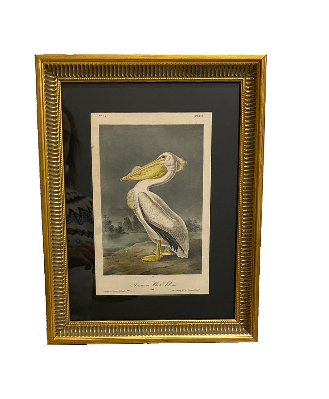 John James Audubon Animal Print - American White Pelican