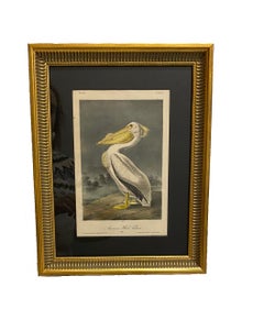 Antique American White Pelican
