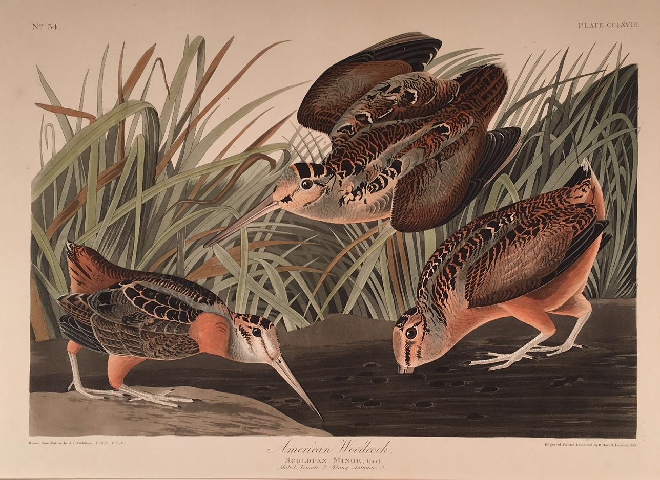 American Woodcock - Print by John James Audubon
