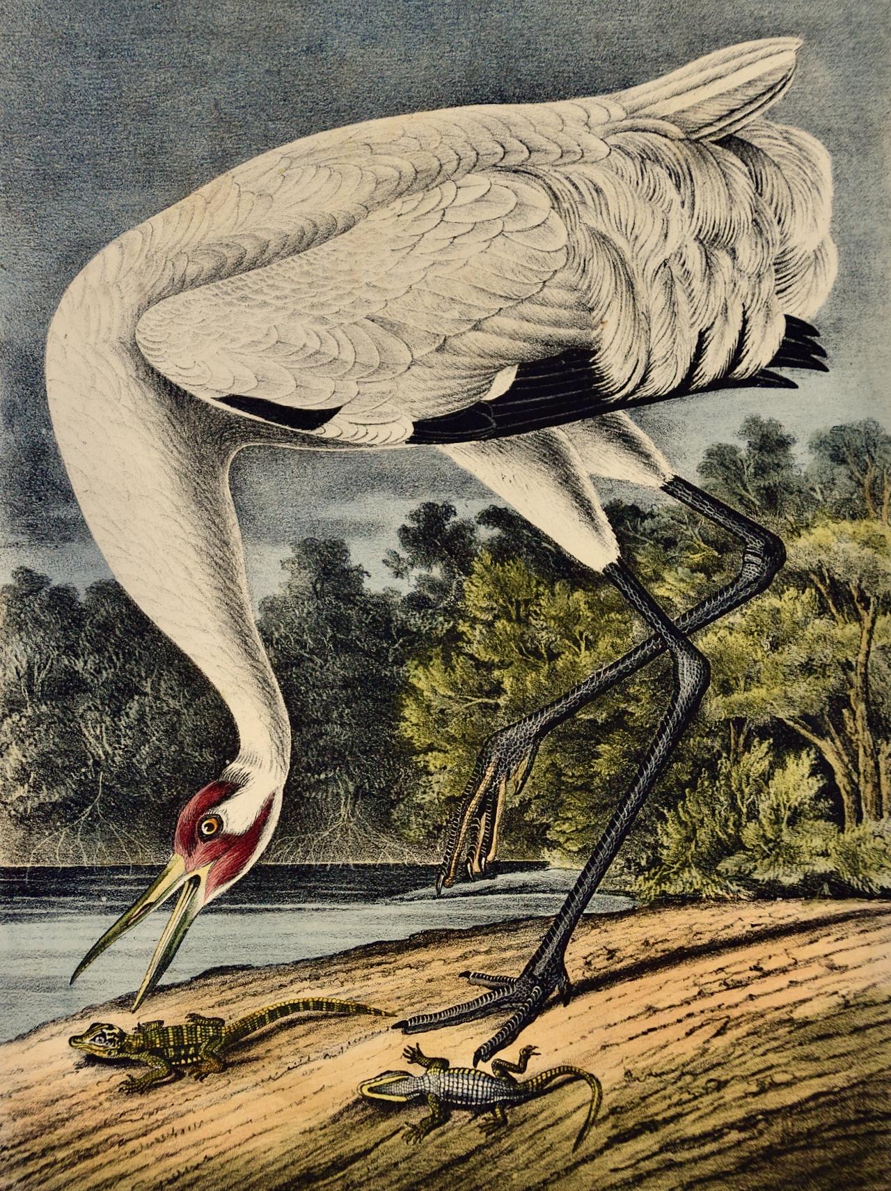 Une grue qui tombe : lithographie originale d'oiseau d'Audubon du 19e siècle colorée à la main - Print de John James Audubon