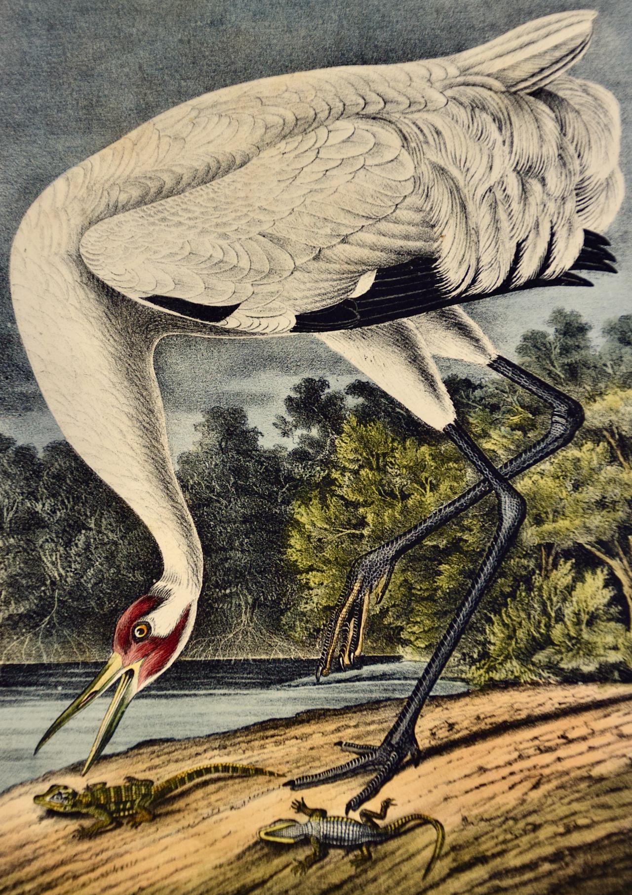 Une grue qui tombe : lithographie originale d'oiseau d'Audubon du 19e siècle colorée à la main - Naturalisme Print par John James Audubon