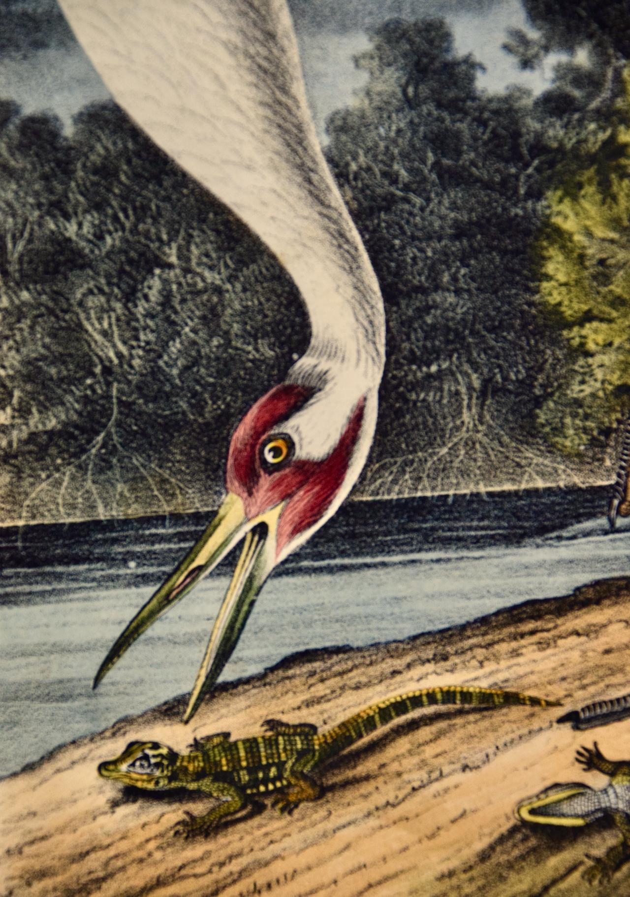 Une grue qui tombe : lithographie originale d'oiseau d'Audubon du 19e siècle colorée à la main - Marron Landscape Print par John James Audubon