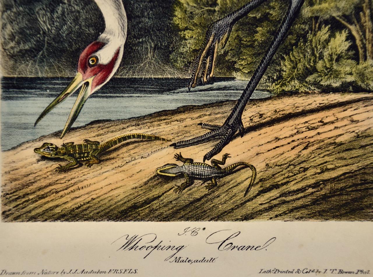 Il s'agit d'une lithographie originale de John James Audubon, coloriée à la main, 1ère édition octavo, intitulée 