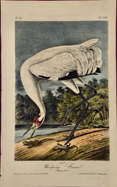 Antique Male Whooping Crane: An Original 19th C. Audubon Hand-colored Bird Lithograph