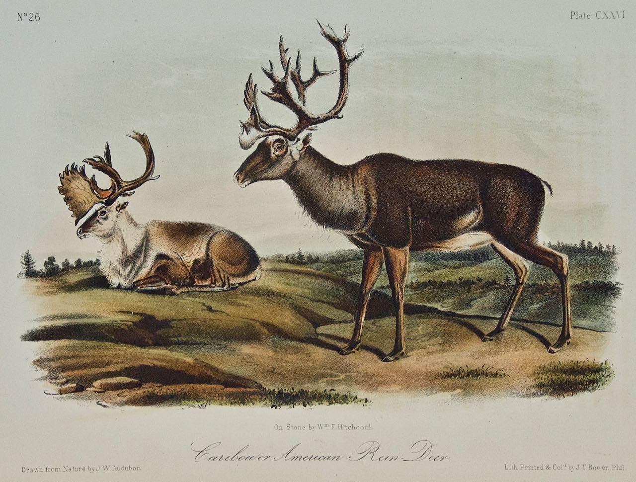 Caribou oder American Reindeer: Originale handkolorierte Lithographie von Audubon aus dem 19. Jahrhundert – Print von John James Audubon