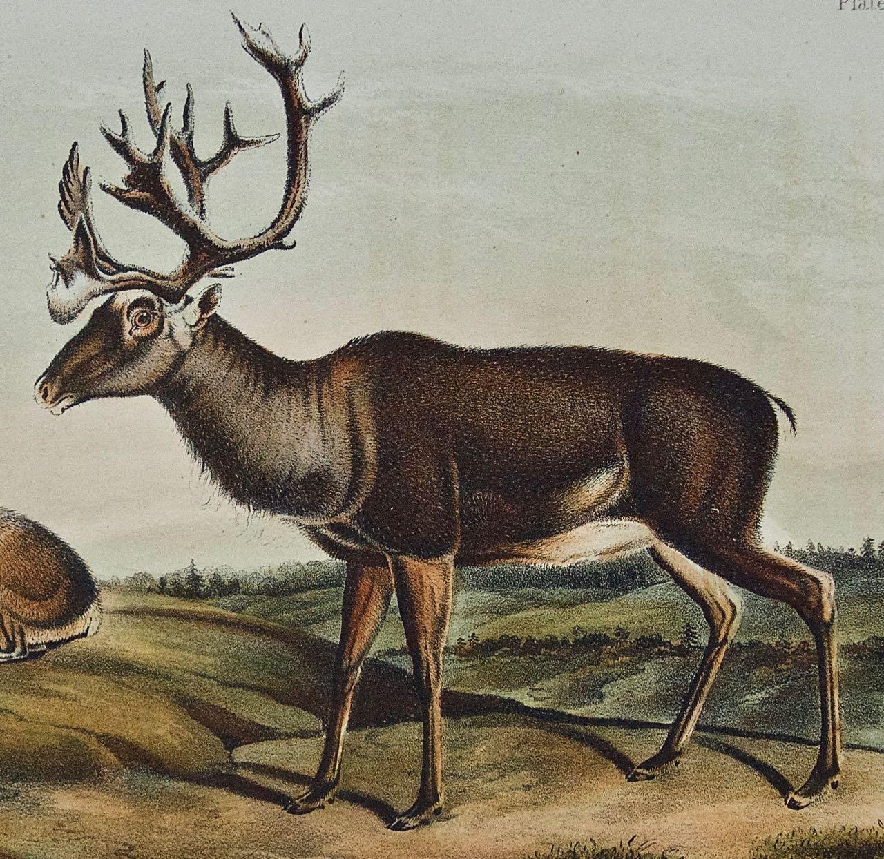 Caribou oder American Reindeer: Originale handkolorierte Lithographie von Audubon aus dem 19. Jahrhundert (Grau), Animal Print, von John James Audubon