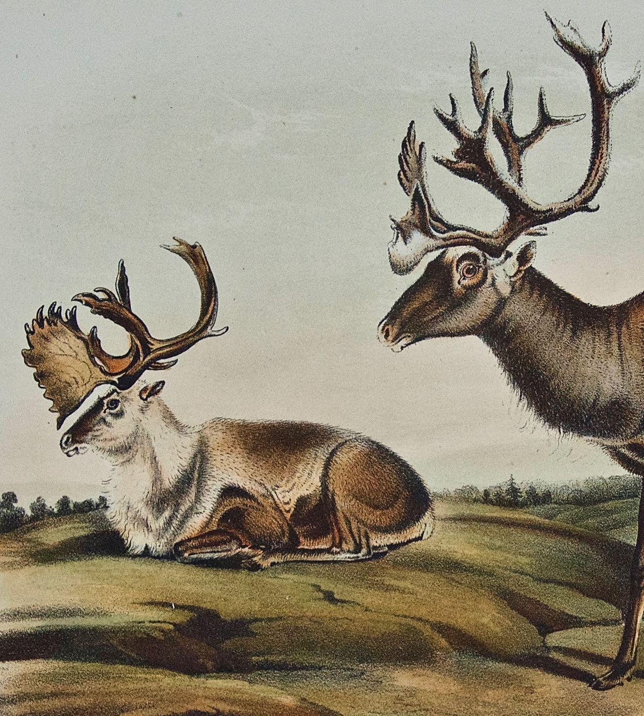 Dies ist eine originale handkolorierte Vierbeiner-Lithographie von John James Audubon aus dem 19. Jahrhundert mit dem Titel 