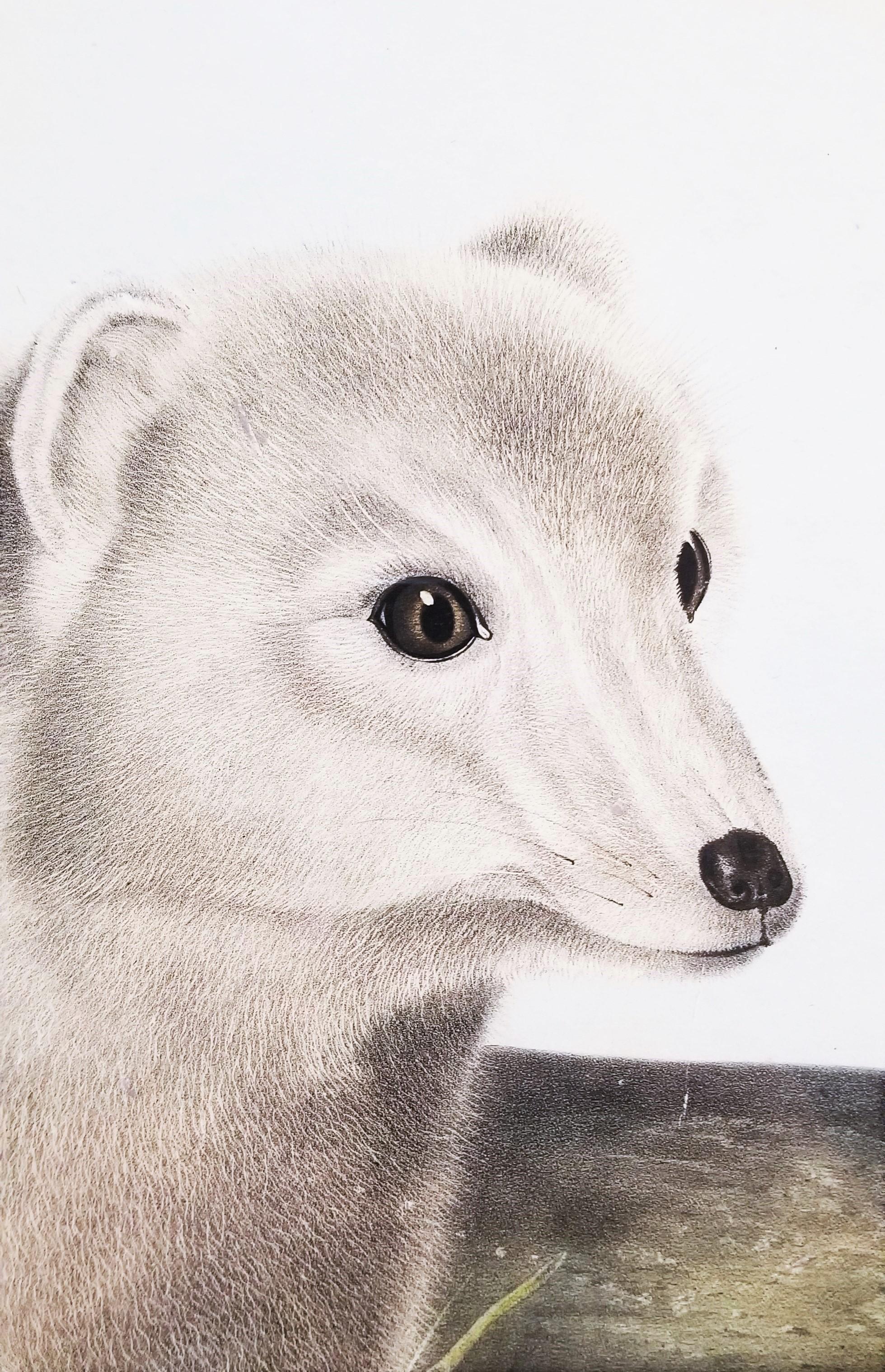 Arctic Fox /// Natural History Animal John James Audubon Watercolor Lithograph  For Sale 8