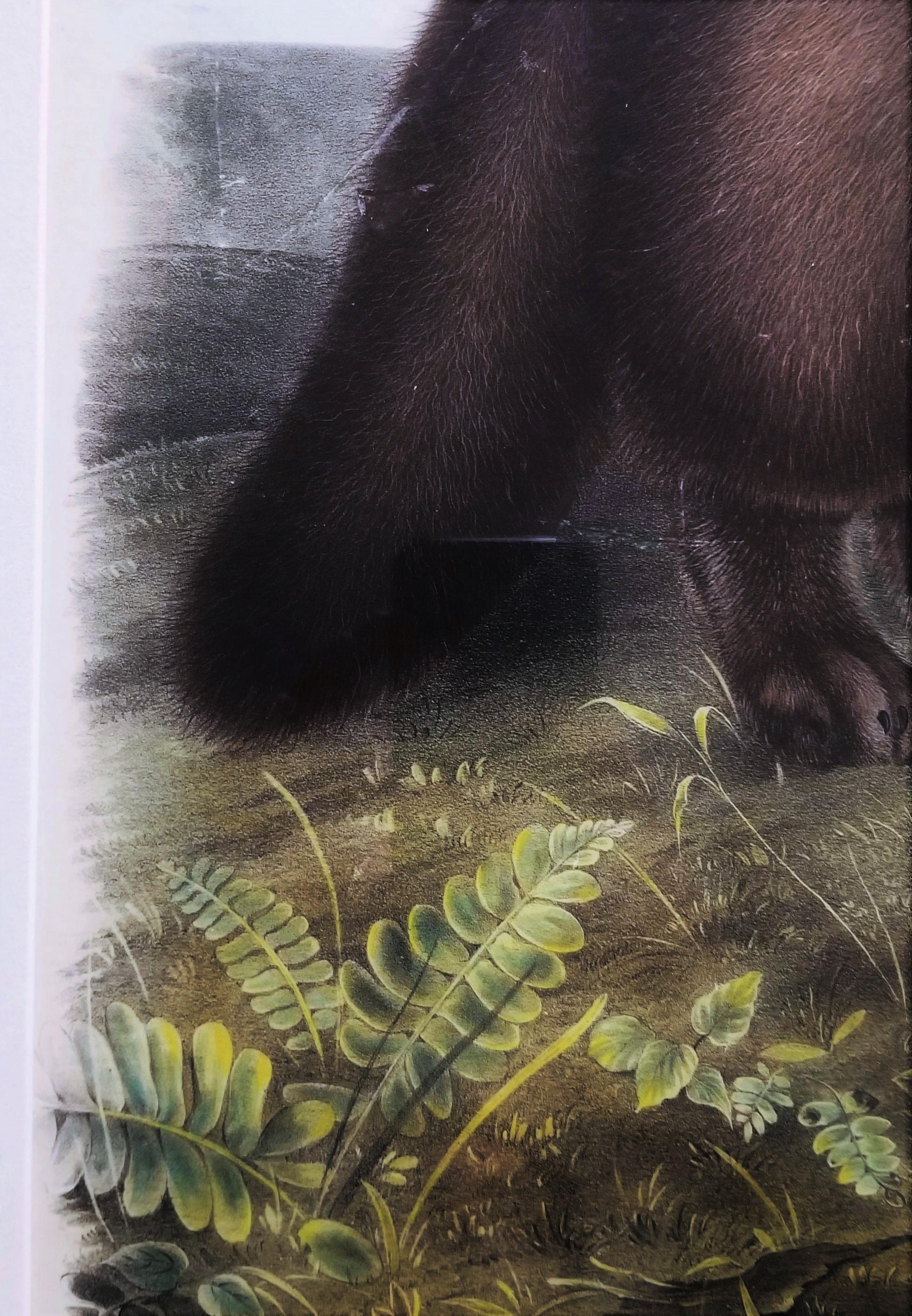 Arctic Fox /// Natural History Animal John James Audubon Watercolor Lithograph  For Sale 13