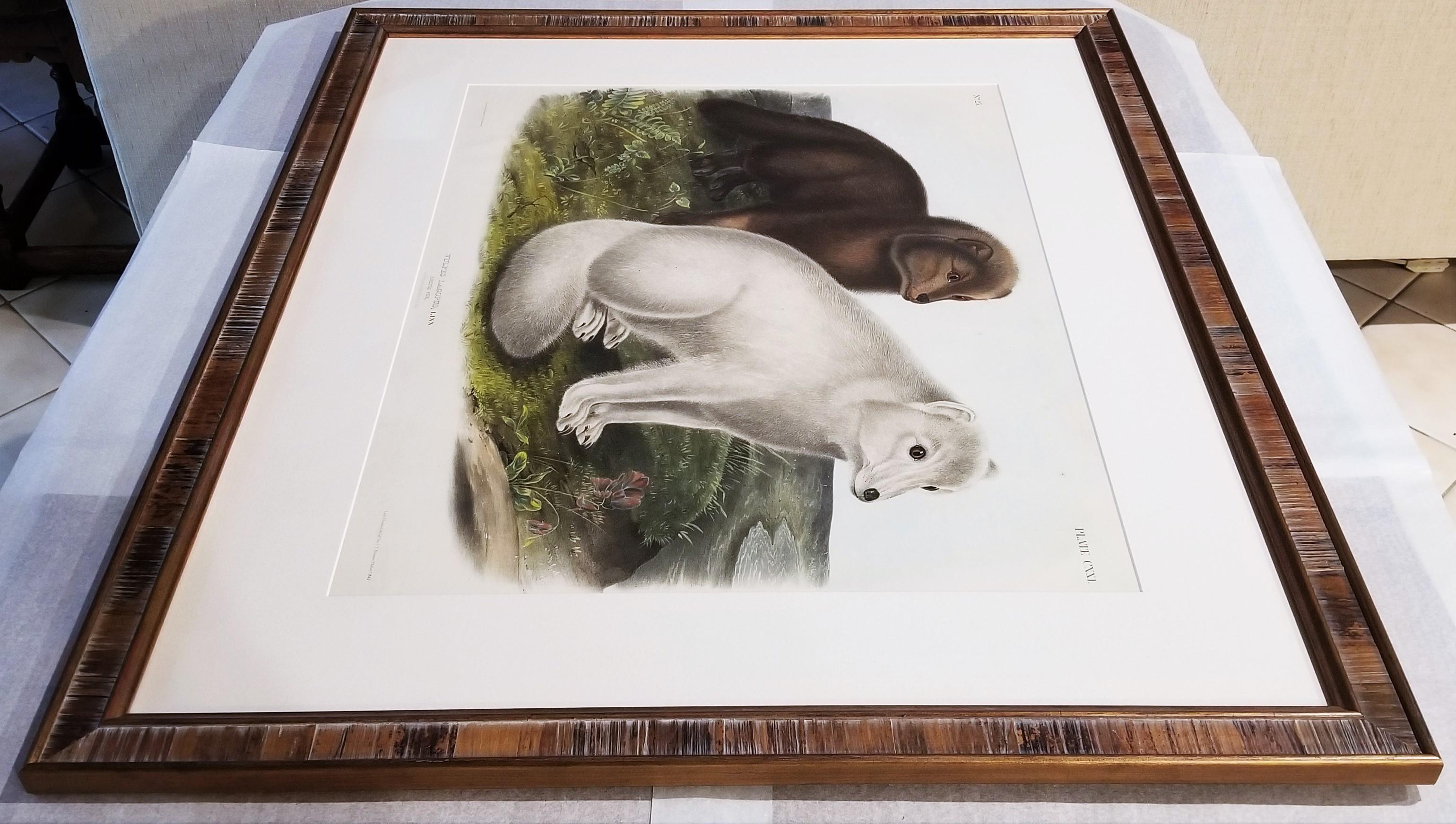 Arctic Fox /// Natural History Animal John James Audubon Watercolor Lithograph  For Sale 17
