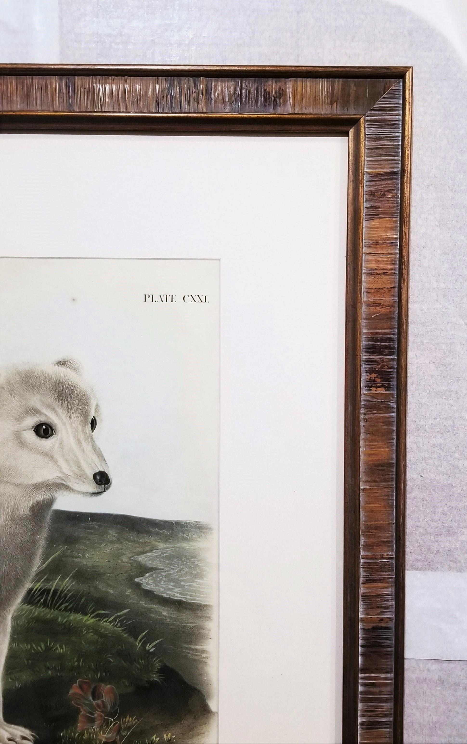 Arctic Fox /// Natural History Animal John James Audubon Watercolor Lithograph  For Sale 3