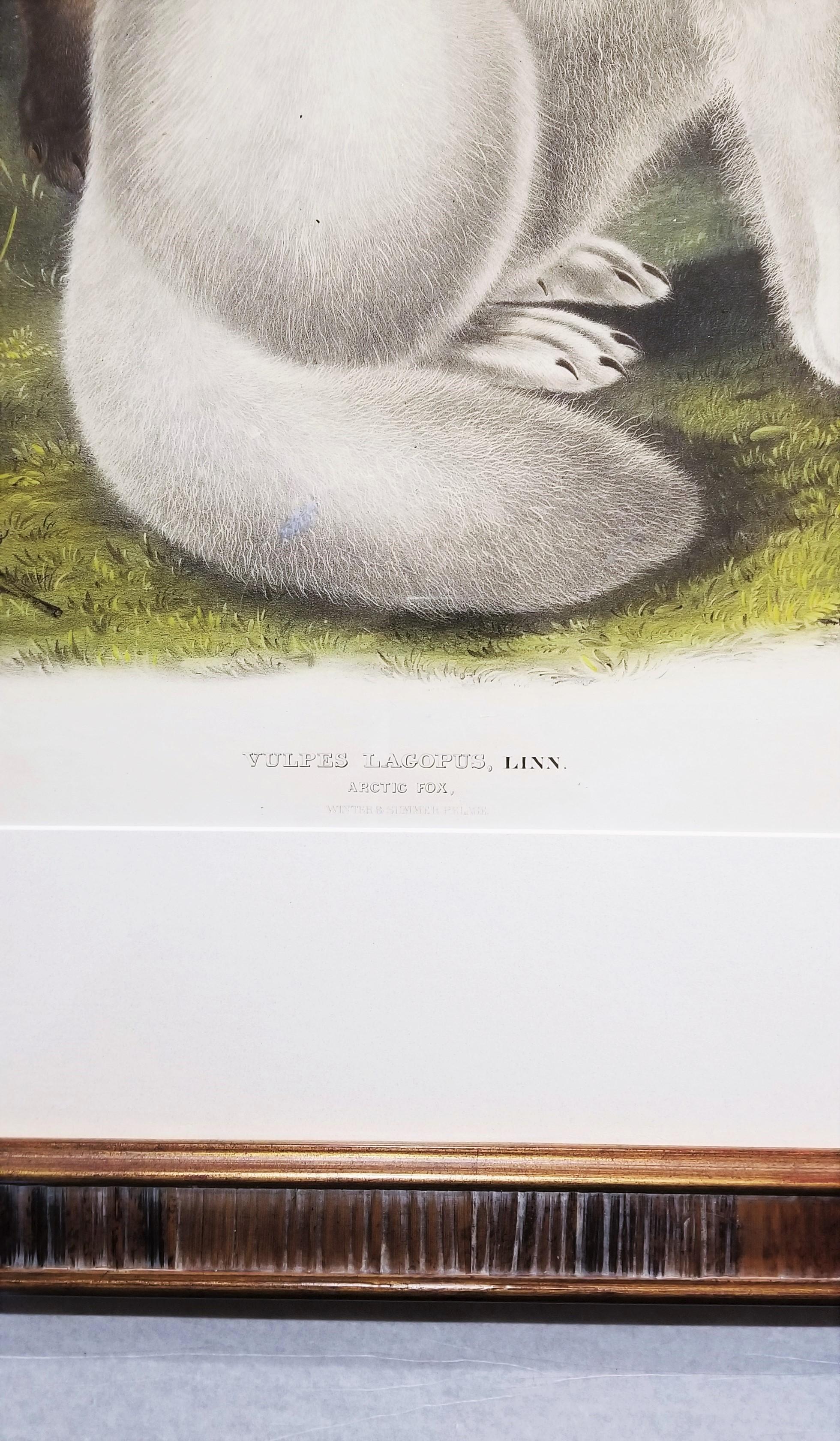 Arctic Fox /// Natural History Animal John James Audubon Watercolor Lithograph  For Sale 6