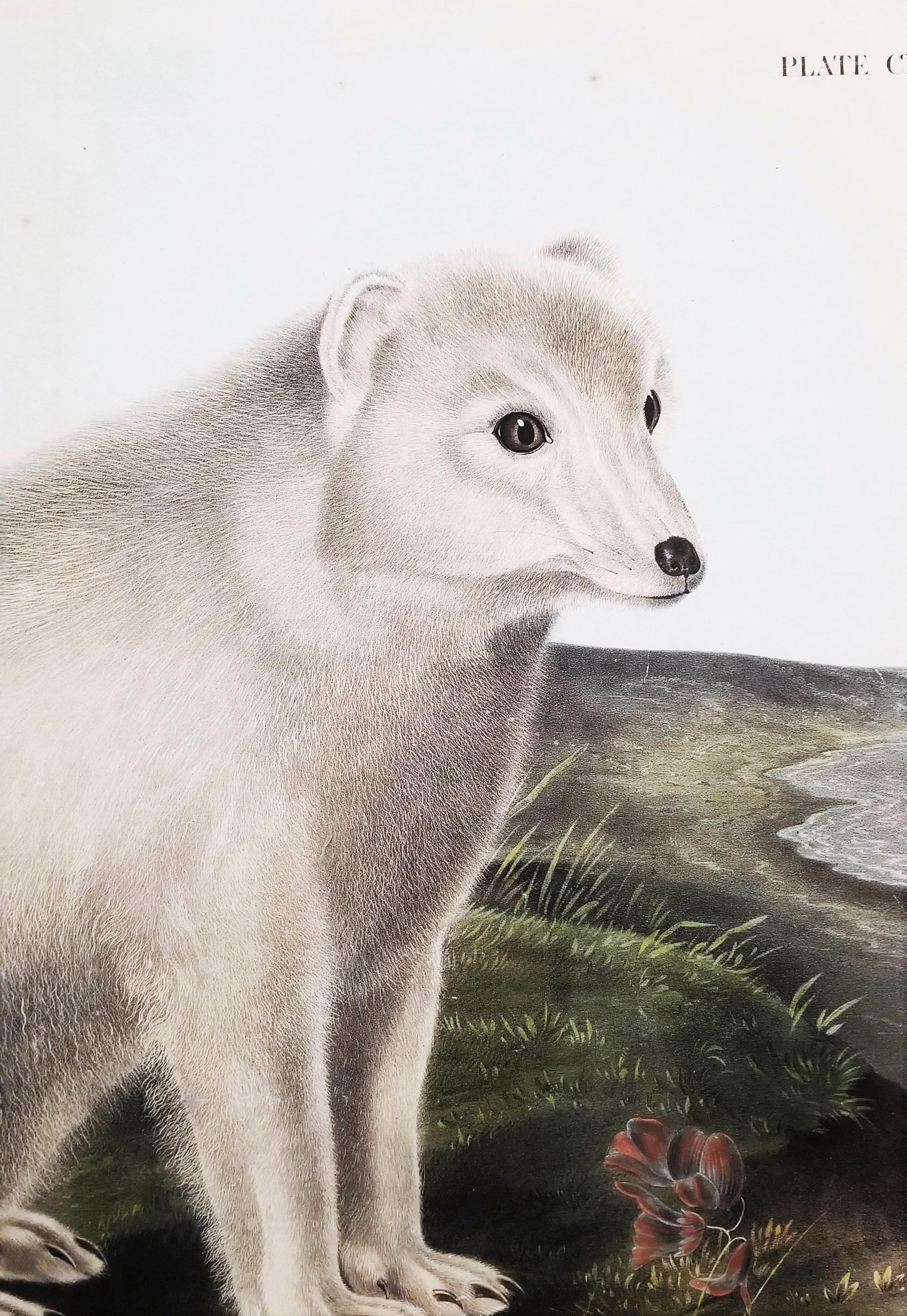 Arctic Fox /// Natural History Animal John James Audubon Watercolor Lithograph  For Sale 7