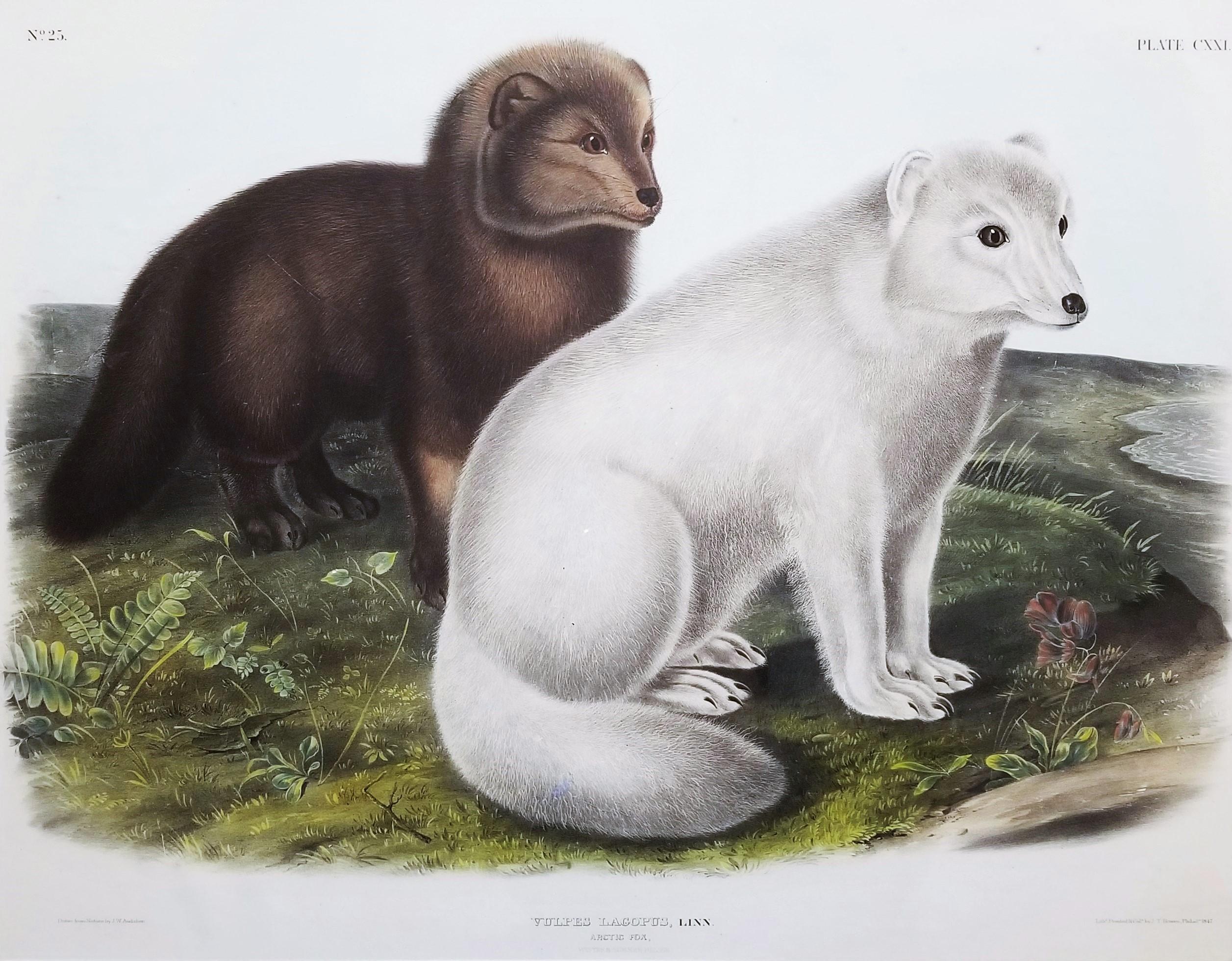 Le renard arctique ///Histoire naturelle - Animaux John James Audubon audubon aquarelle 