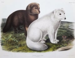 Arctic Fox /// Natural History Animal John James Audubon Watercolor Lithograph 