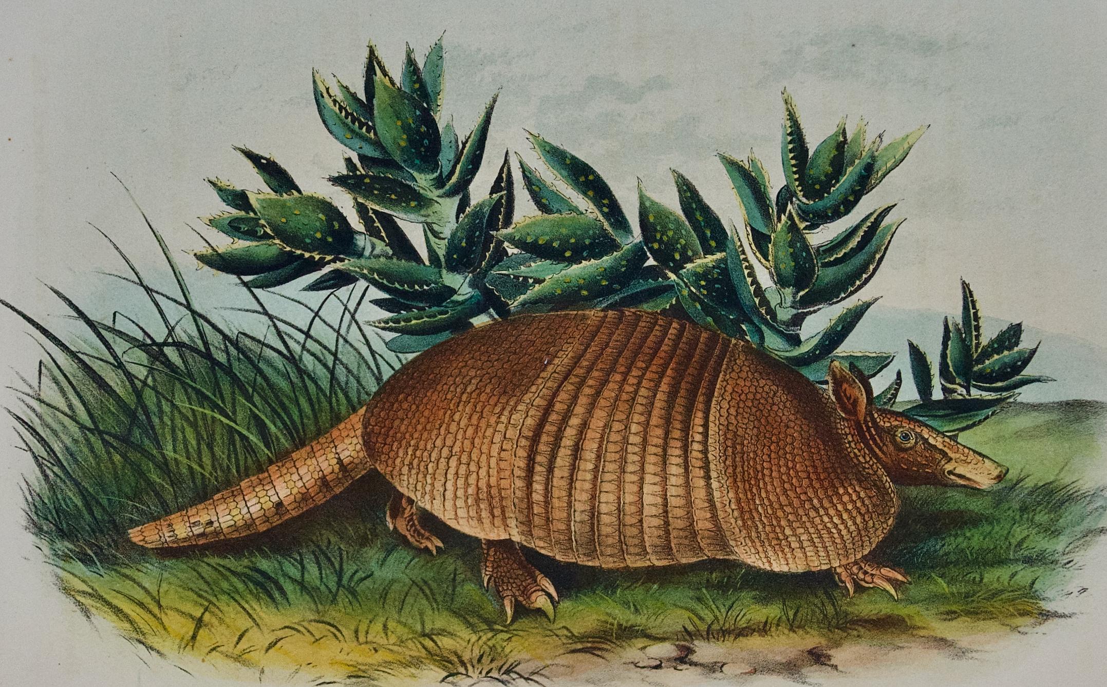 Armadillo: una litografia originale del XIX secolo colorata a mano da John J. Audubon - Print di John James Audubon